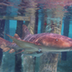Nurse shark.